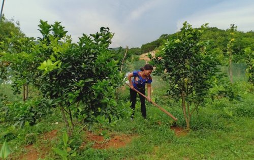 6. Chị Nguyễn Thị Như, chi hội trưởng thôn Đồng Trư, xã Thành Công, huyện Thạch Thành là một tấm gương sáng làm.jpg