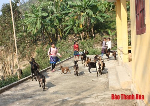 13. mô hình tổ hợp tác nuôi dê sinh sản tại bản Nà Ón, xã Trung Lý.jpg