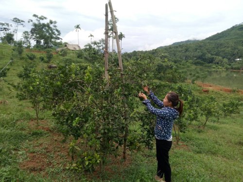 Chị Hiên - Ngọc Lặc (PTKT).jpg