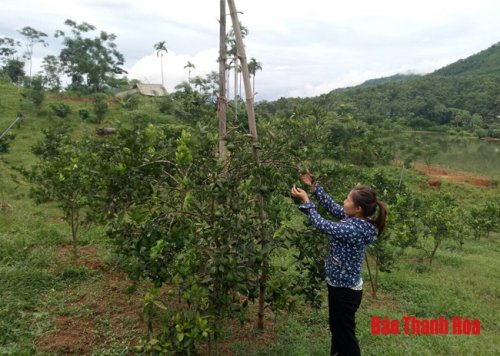 3. ô hình kinh tế của hộ chị Phạm Thị Hiên, Phó chủ tịch Hội LHPN xã Cao Ngọc (Ngọc Lặc)..jpg