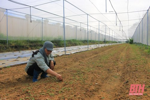 Chị Trịnh Thị Tình, Giám đốc HTX rau củ quả an toàn do nữ làm chủ xã. Hoằng Thắng.jpg